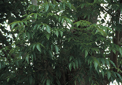 Fraxinus uhdei