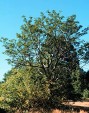 Fraxinus chinensis NYBG 74,8KB