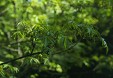 Fraxinus japonica hermaphrodite inflorescences 102.7KB