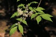 Fraxinus lanuginosa male inflorescence 62,2KB