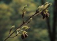 Fraxinus longicuspis male inflorescences 46.8KB