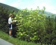 Fraxinus ornus in Sicily