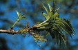 Fraxinus mandshurica inflorescences 58.6KB