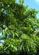 Fraxinus mandshurica foliage48.8KB