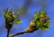 Fraxinus ornus buds