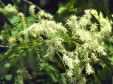 Fraxinus ornus staminate flowers