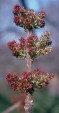 Fraxinus quadrangulata inflorescences 40.9KB