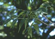 Fraxinus quadrangulata leaves 34.2KB