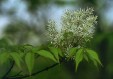 Fraxinus sieboldiana hermaphrodite inflorescence 120.5KB