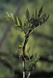 Fraxinus spaethiana 47.0KB