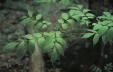 Fraxinus spaethiana 57.7KB